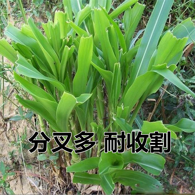 港澳宝典3